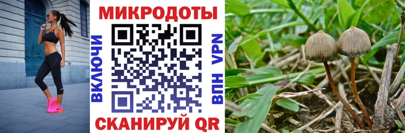 Галлюциногенные грибы Cubensis  Заводоуковск 